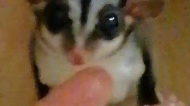 Домашние питомцы. Сахарный поссум смотреть онлайн