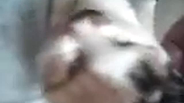 cat sleeping. Спящая кошка смотреть онлайн