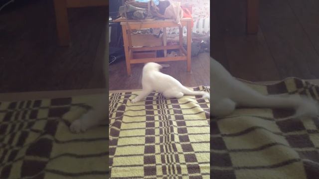 Кот-обормот смотреть онлайн