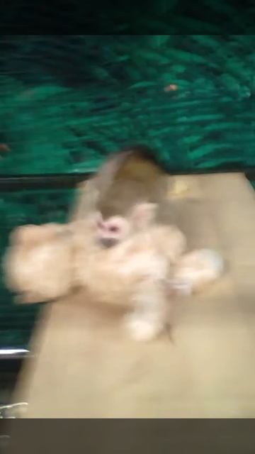 Обезьянки в Томске!)