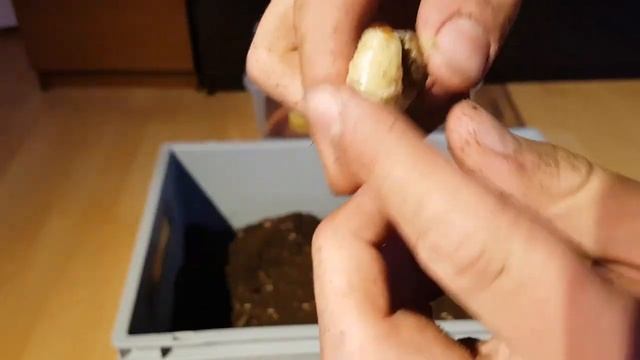 Eudicella gralli allaeri - einige Kokos in der Larvenbox gefunden смотреть онлайн