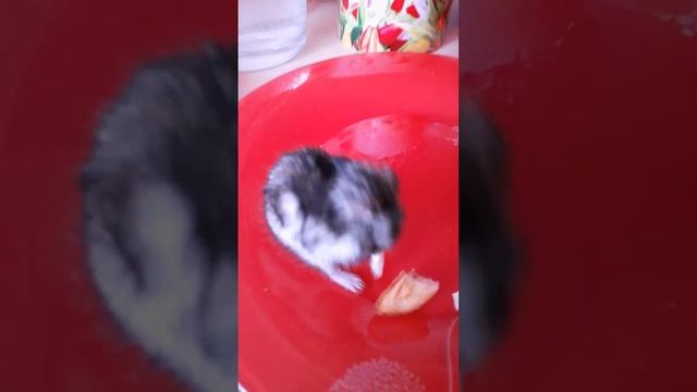 хомяк и котошка смотреть онлайн