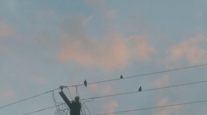 Птички на проводе