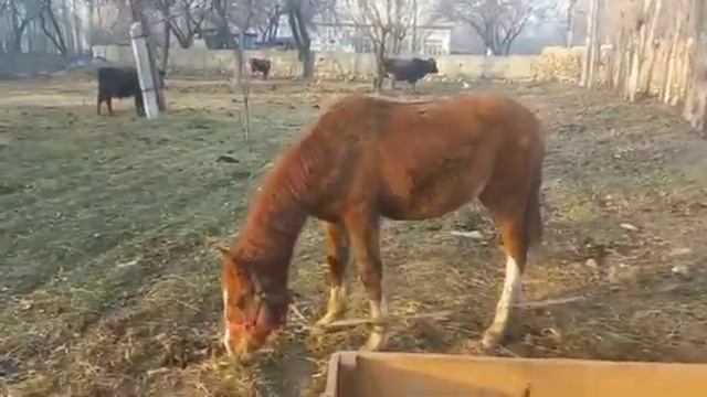 кара байр жылкысы сатылат 0221.218165 . смотреть онлайн