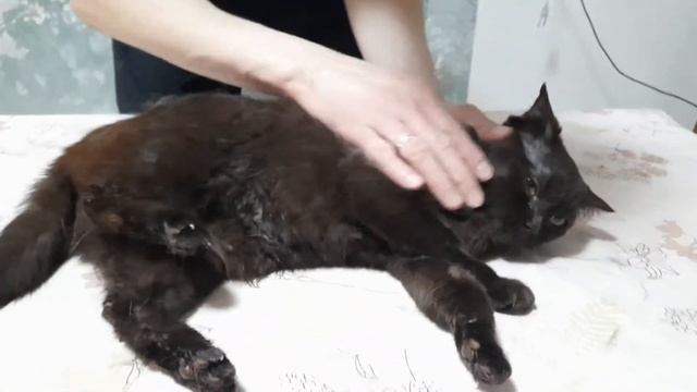 Амис Баунти Медвежья ягода номер 224 смотреть онлайн