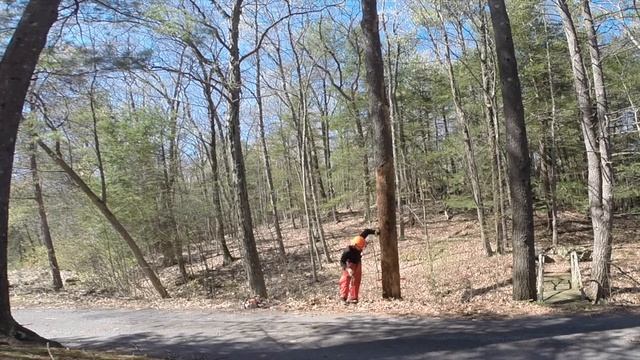 Felling A Dead Pine -- With Commentary