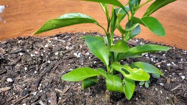 Growing ORANGE Tree From Seed | 7th Month *Quick UPDATE* смотреть онлайн