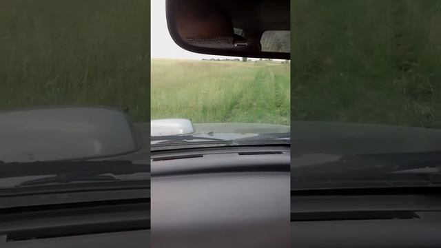 слепни в подмосковье смотреть онлайн