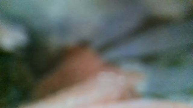Дельфины(А дельфины добрые,а дельфины мокрые на тебя глядят умными глазами(м/ф "В порту")наброски) смотреть онлайн