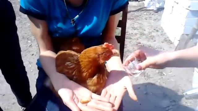 Курица бухает и закусывает