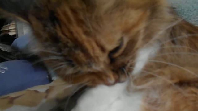 Киска учится балету:) Кошка Подушка. смотреть онлайн