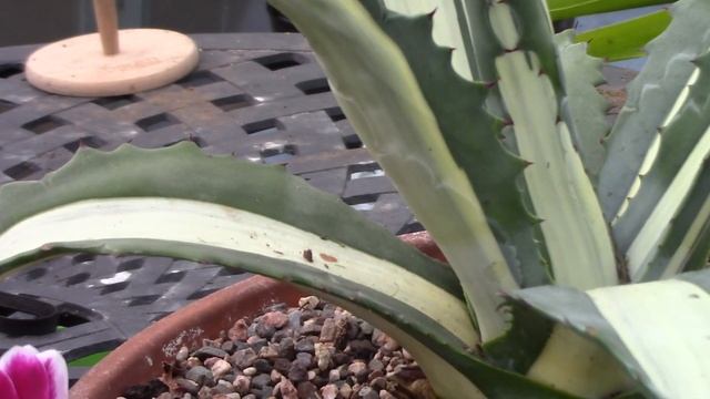 Low Maintenance Garden Or Patio Pot Plants || Quick & Easy Guide