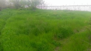 Травка зеленеет на берегу реки