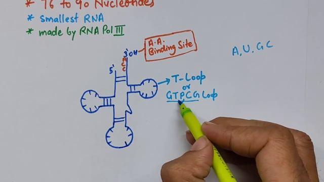 Structure Of TRNA || Transfer RNA || Adapter RNA || Pnkj Verma Sir