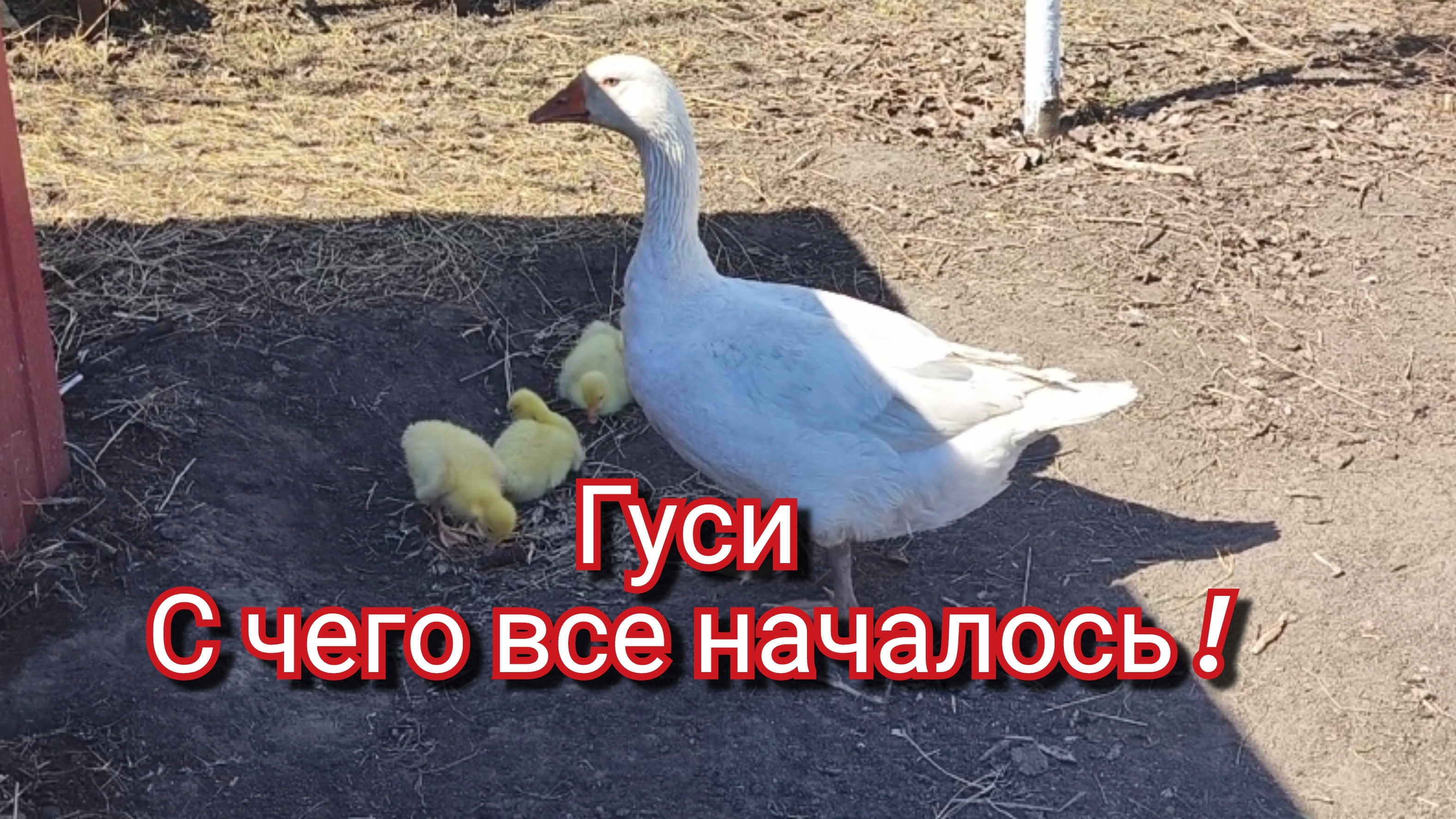 Гуси. С чего все начиналось. смотреть онлайн