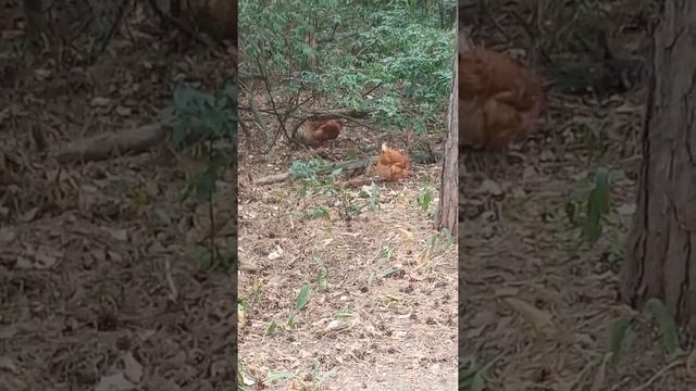 Куры копошатся