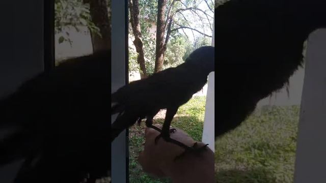 Карлуша в гостях смотреть онлайн