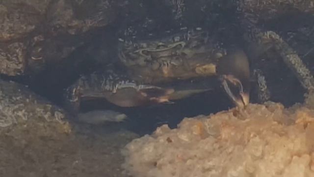 Maltesische Krebs Am Essen