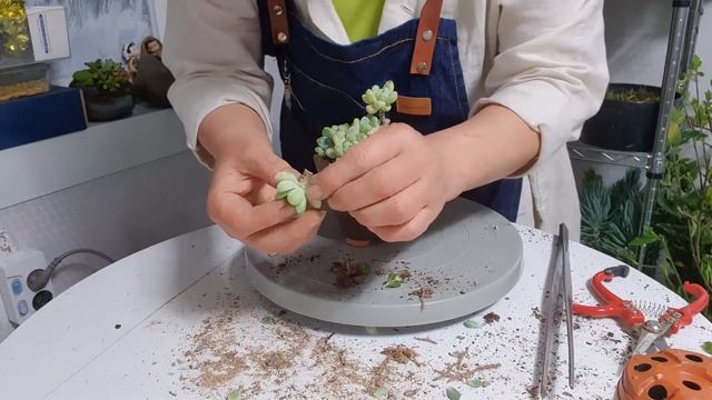 라올 아주작은 화분에합식#다육식물 #Succulent #多肉植物 смотреть онлайн