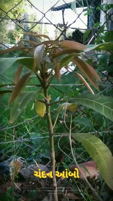 1 Year Growth #sandalwood  And #mango  Alindra