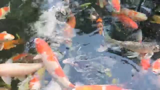 Splendor Koi and Pond Marietta Georgia смотреть онлайн