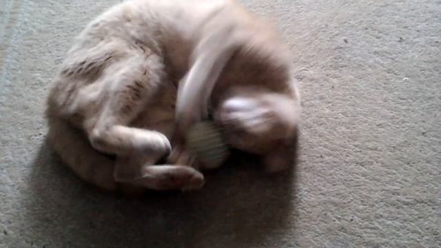 Кот играет с клубком смотреть онлайн