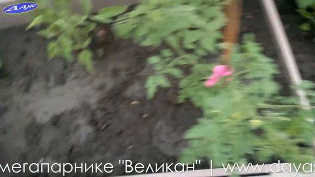 Грядки Даяс в мегапарнике "Великан" смотреть онлайн