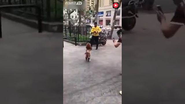 косы из лука или чеснока смотреть онлайн