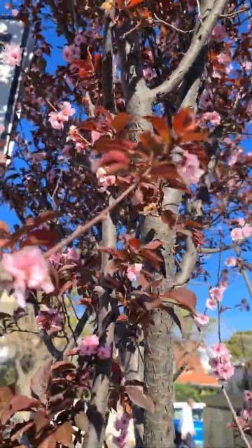 CAN WE GROW CHERRY BLOOSOMS? | SAKURA смотреть онлайн