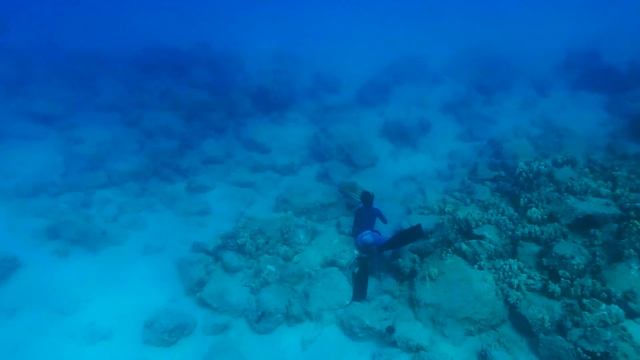 Electric Beach Free Diving смотреть онлайн