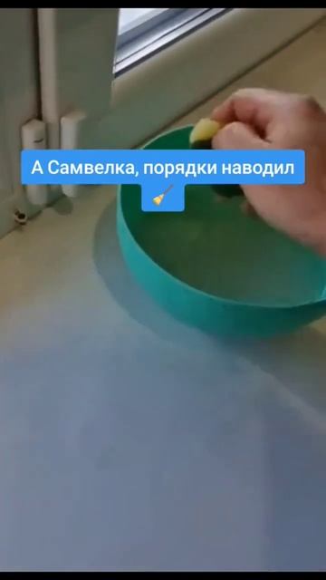 Самвел Адамян.Салат и уборка в одной мыске #saveliyad #самвел #самвеладамян #рек #recommended #треш