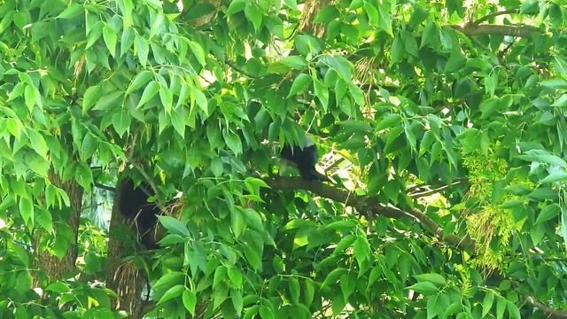 Кот зашёл в гости к воронам