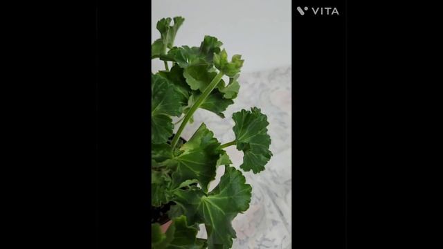 유럽제라늄 미시즈찰스 완볼 만들기 смотреть онлайн