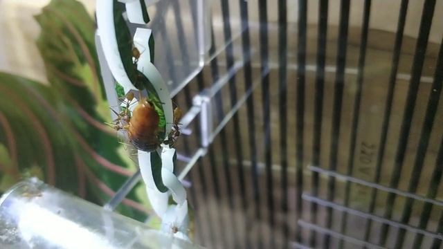 Таракан всё ближе к гнезду Экофил )) не без помощи самих эк) смотреть онлайн