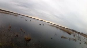Манок Егерь не подводит (поменял уже на «Минск 2 Стерео»)