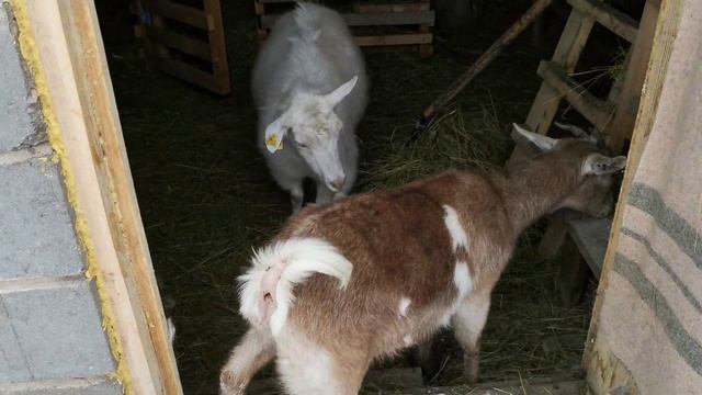 Козы на прогулке //Куры