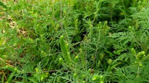 Пчела на сборе пыльцы с амброзии