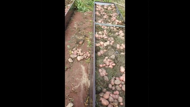 Выкопала картошку. 28 августа 2022 г. смотреть онлайн