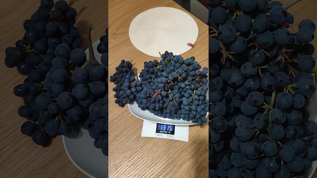 Отзыв о сорте винограда Памяти Домбковской в условиях Ленинградской области! смотреть онлайн