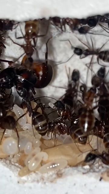 Ferruginous Carpenter Ant Update смотреть онлайн