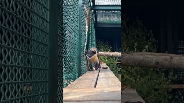 T-RexFood на конференции Московского зоопарка