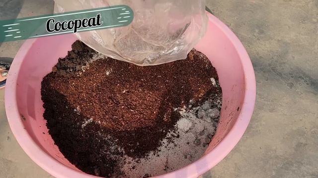 🔴HOW TO GROW AND CARE RUBBER PLANT-COMPLETE GUIDE/ GROW BUSHY PROPAGATION रबर प्लांट #rubberplant смотреть онлайн