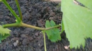 Виноград. Как вырастить плодоносный рукав на замену .