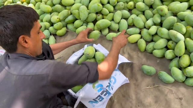 Village Vlog 🥭🥭 Eating Mango in the FARM смотреть онлайн