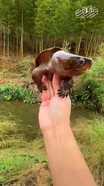 هل شاهدة تلك المخلوقات من قبل 😳