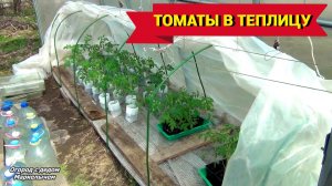 Рассада томатов. Когда выносить в теплицу.