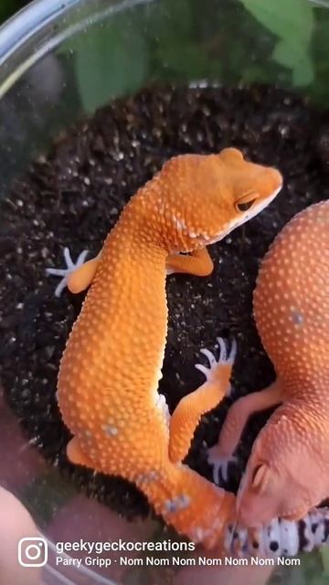 Candy Flavor 😄😄 #animals #leopardgecko #gecko #cuteanimals #baby #pets #babies #orange #little #pet смотреть онлайн