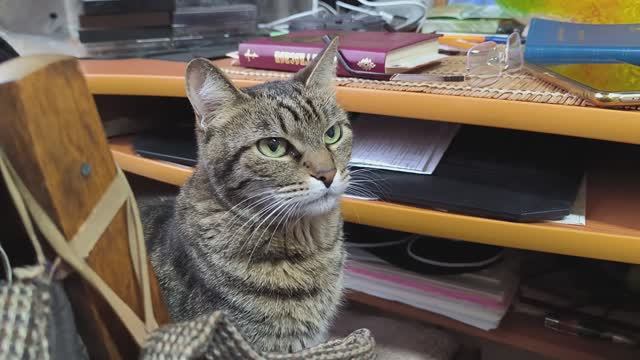 Кошка просит варёную сгущёнку смотреть онлайн