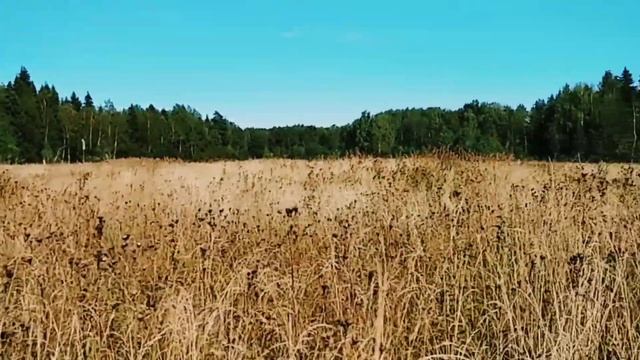 Осеннее поле в 2020 году смотреть онлайн