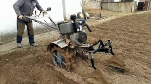 Посадка картофеля на грунтозацепах с шипами.